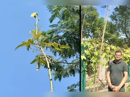 Longest Okara Tree: इस वैज्ञानिक ने घर में उगाया 18 फीट लंबा भिंडी का पेड़, तोड़ने के लिए लगानी पड़ती है सीढ़ी