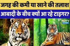 Sawai Madhopur: जगह की कमी या खाने की तलाश आबादी के बीच क्यों आ रहे टाइगर? Sawai Madhopur: जगह की कमी या खाने की तलाश आबादी के बीच क्यों आ रहे टाइगर?