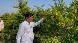 रेगिस्तान में अनार की खेती से बदला किसानों का जीवन, साल के कमा रहे लाखों रुपये; विदेशों में बढ़ रही डिमांड &nbsp;