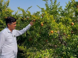 रेगिस्तान में अनार की खेती से बदला किसानों का जीवन, साल के कमा रहे लाखों रुपये; विदेशों में बढ़ रही डिमांड  