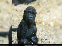 Young Gorilla Dies At Canada Zoo After Accidentally Being Crushed By Hydraulic Door Young Gorilla Dies At Canada Zoo After Accidentally Being Crushed By Hydraulic Door