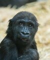 Young Gorilla Dies At Canada Zoo After Being Crushed By Hydraulic Door