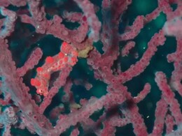 Long-Lost Sea Creatures, That Disappeared 70 Years Ago, Make A Comeback