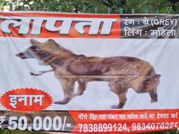 आगरा के फाइव स्टार होटल से गायब हुआ कुत्ता, अब लगे गुमशुदगी वाले पोस्टर, इनाम 50 हजार रुपए आगरा के फाइव स्टार होटल से गायब हुआ कुत्ता, अब लगे गुमशुदगी वाले पोस्टर, इनाम 50 हजार रुपए