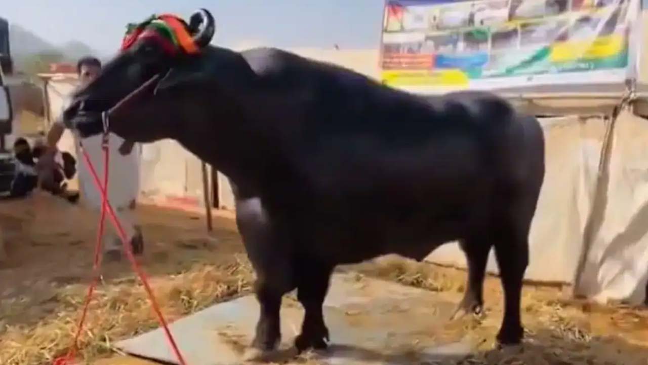 In Haryana, 1,500 Kg Buffalo Eats 20 Eggs A Day. It Is Worth Rs 23 Crore