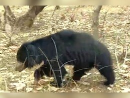 Rajasthan: रणथंभौर में बाघों के बाद भालू का आंतक, रात में दरवाजा तोड़कर खा जाता है घी, गुड़ और मिठाइयां