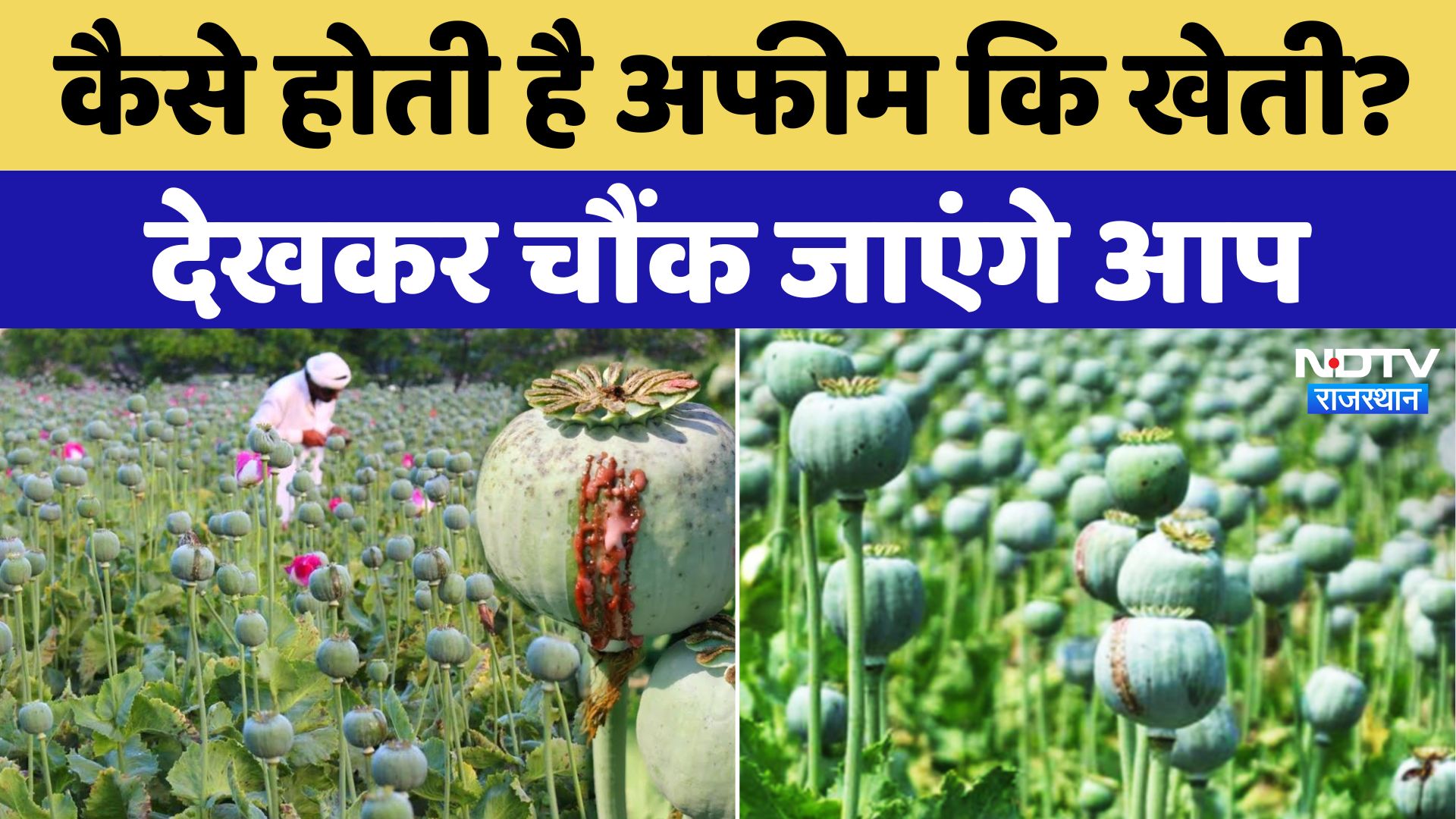 Chittorgarh Opium Farming: अफीम की खेती के लिए कैसे मिलते हैं Seed और license? कैसे करें खेती?