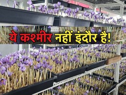 कमाल का किसान! इंदौर में उगा दी 'कश्मीर की केसर', 5 लाख तक हो सकती है इस फसल की कीमत