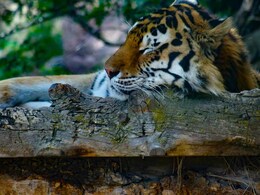 बाघ की मौत पर बड़ा खुलासा, न ज़हर न कुछ और... ये बनी मौत की वजह