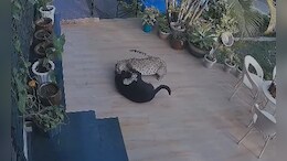 Video: Leopard Enters House In Rajasthan, Pounces On Pet Dog
