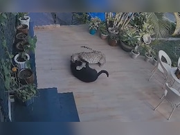 Video: Leopard Enters House In Rajasthan, Pounces On Pet Dog Video: Leopard Enters House In Rajasthan, Pounces On Pet Dog