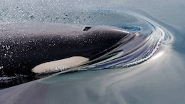 Tahlequah, The Grieving Orca, Loses Another Calf, Carries Dead Body Around
