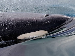 Tahlequah, The Grieving Orca, Loses Another Calf, Carries Dead Body Around