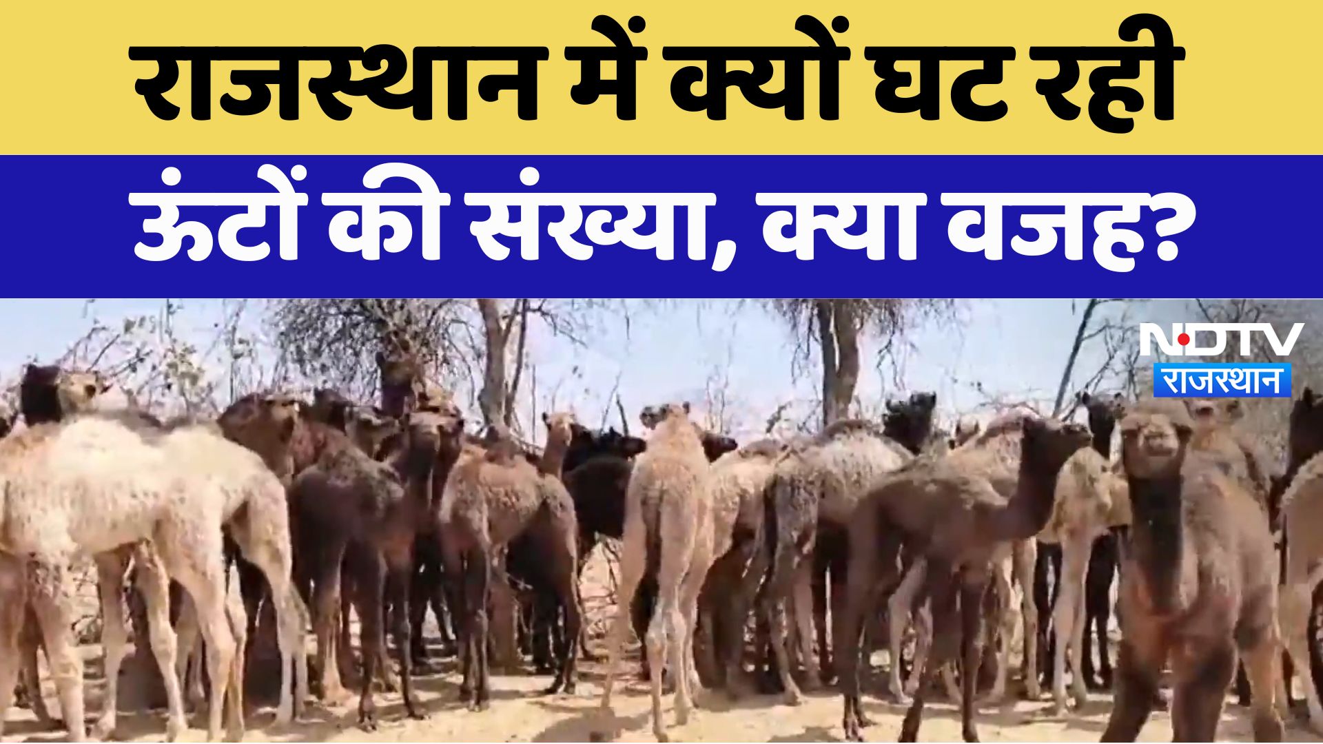 Declining Camel Population in Rajasthan : ऊंटों की घटती संख्या से बढ़ी चिंता, रेगिस्तान के जहाज' को संरक्षण की जरूरत