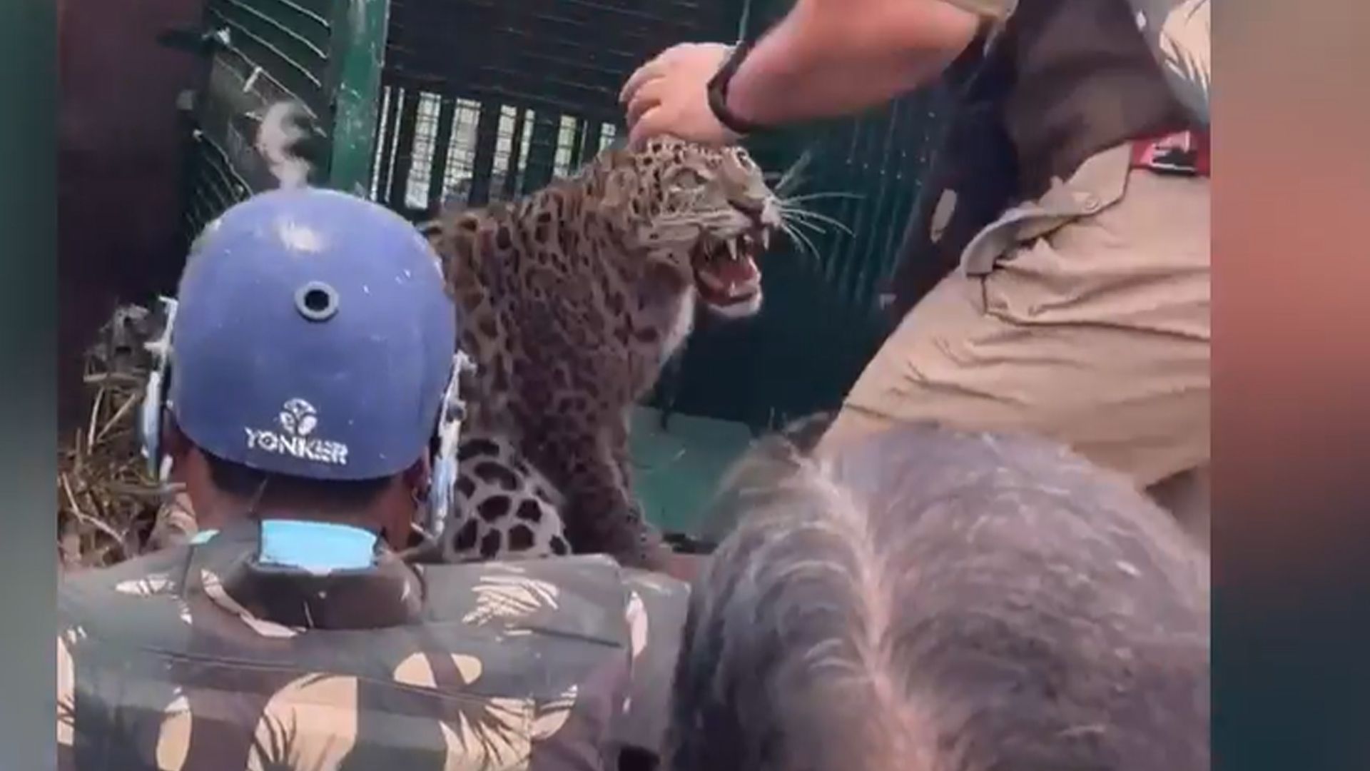 Video: Trapped Leopard Was Being Loaded On Truck. Then This Happened