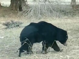 रणथंभौर से सटे गांवों में भालू की दहशत, 15 दिनों से रोज रात घरों का दरवाजा तोड़ने की कर रहा कोशिश, लोगों में खौफ