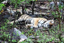 25 Out Of 75 Tigers In Ranthambore National Park Missing Over Last Year, Say Officials 25 Out Of 75 Tigers In Ranthambore National Park Missing Over Last Year, Say Officials
