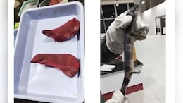 6 Exotic Lizards Seized At Visakhapatnam Airport, 2 Arrested