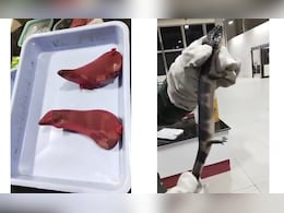 6 Exotic Lizards Seized At Visakhapatnam Airport, 2 Arrested