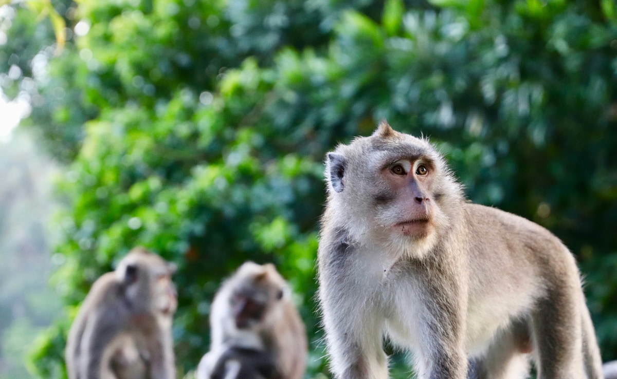 Man, 66, Falls To His Death While Being Chased by Monkeys In Himachal Pradesh: Cops