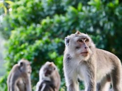 Man, 66, Falls To His Death While Being Chased by Monkeys In Himachal Pradesh: Cops