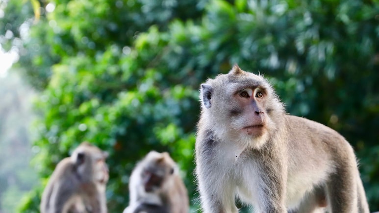 Man, 66, Falls To His Death While Being Chased by Monkeys In Himachal Pradesh: Cops