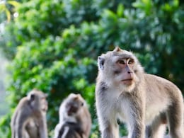 Man, 66, Falls To His Death While Being Chased by Monkeys In Himachal Pradesh: Cops Man, 66, Falls To His Death While Being Chased by Monkeys In Himachal Pradesh: Cops
