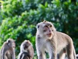 20 Dead Monkeys Found In Karnataka, Poisoning Suspected 20 Dead Monkeys Found In Karnataka, Poisoning Suspected