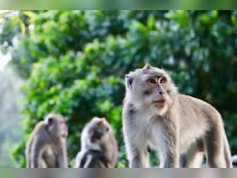 Class 10 Girl Dies After Monkey Pushes Her From Rooftop In Bihar Class 10 Girl Dies After Monkey Pushes Her From Rooftop In Bihar