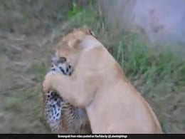 Video: Mother Leopard Fights A Lion Head-On, Saves 2 Cubs In Africa Video: Mother Leopard Fights A Lion Head-On, Saves 2 Cubs In Africa