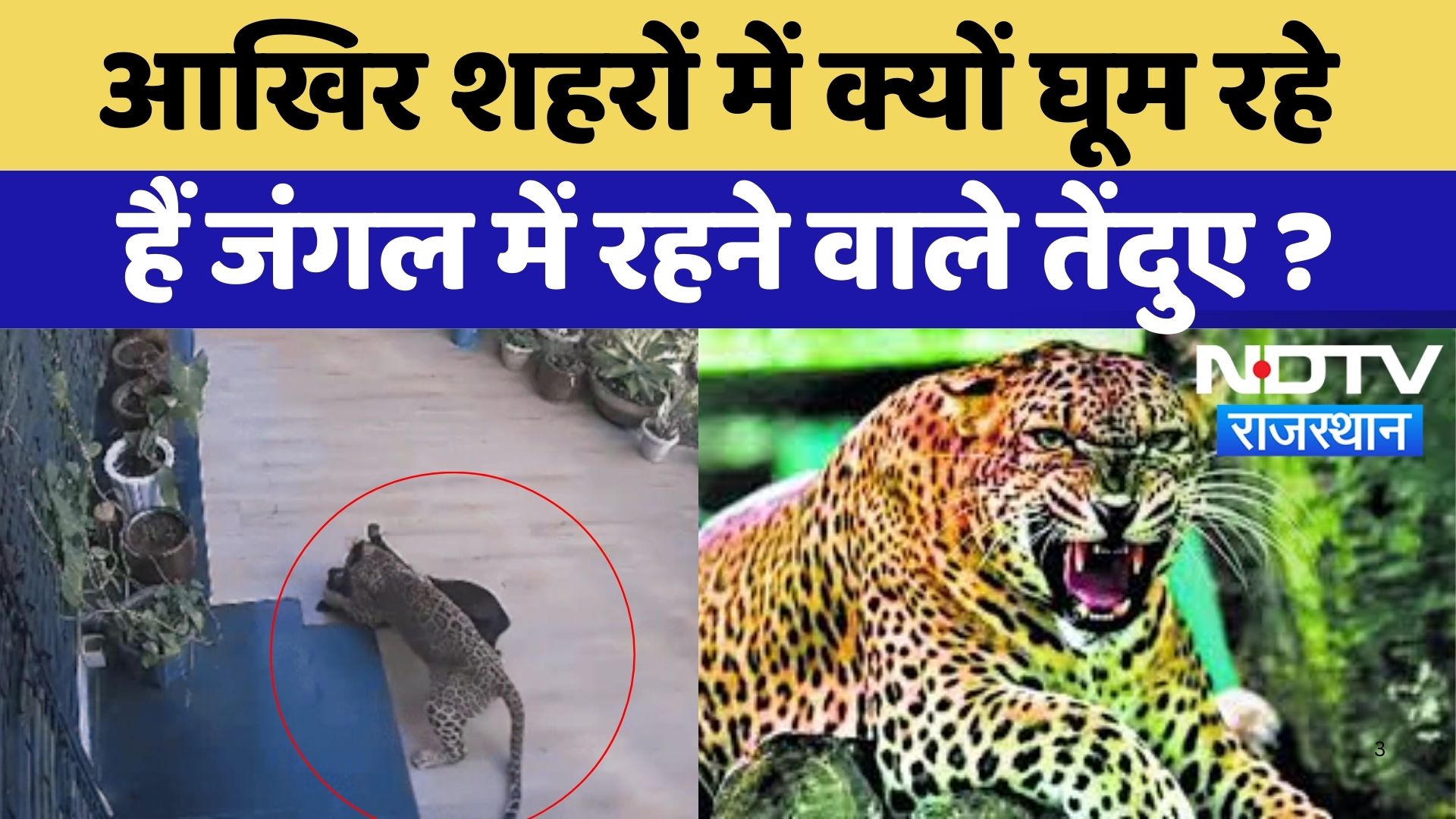 Leopard Attack News : आखिर शहरों में क्यों घूम रहे हैं जंगल में रहने वाले तेंदुए ? | Latest News