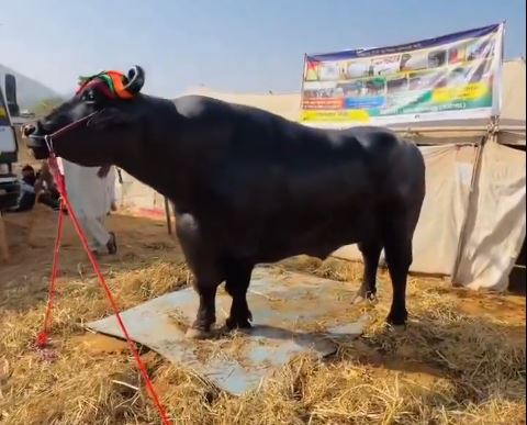 A Beauty Pageant For Buffaloes In Thailand Raises Status Of Humble Animal