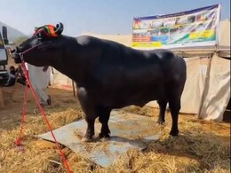 हर दिन 20 अंडे, ड्राईफ्रूट और 5 किलो दूध पीता है ये भैंसा, 1500 किलो है वजन, 23 करोड़ है हरियाणा के अनमोल की कीमत हर दिन 20 अंडे, ड्राईफ्रूट और 5 किलो दूध पीता है ये भैंसा, 1500 किलो है वजन, 23 करोड़ है हरियाणा के अनमोल की कीमत