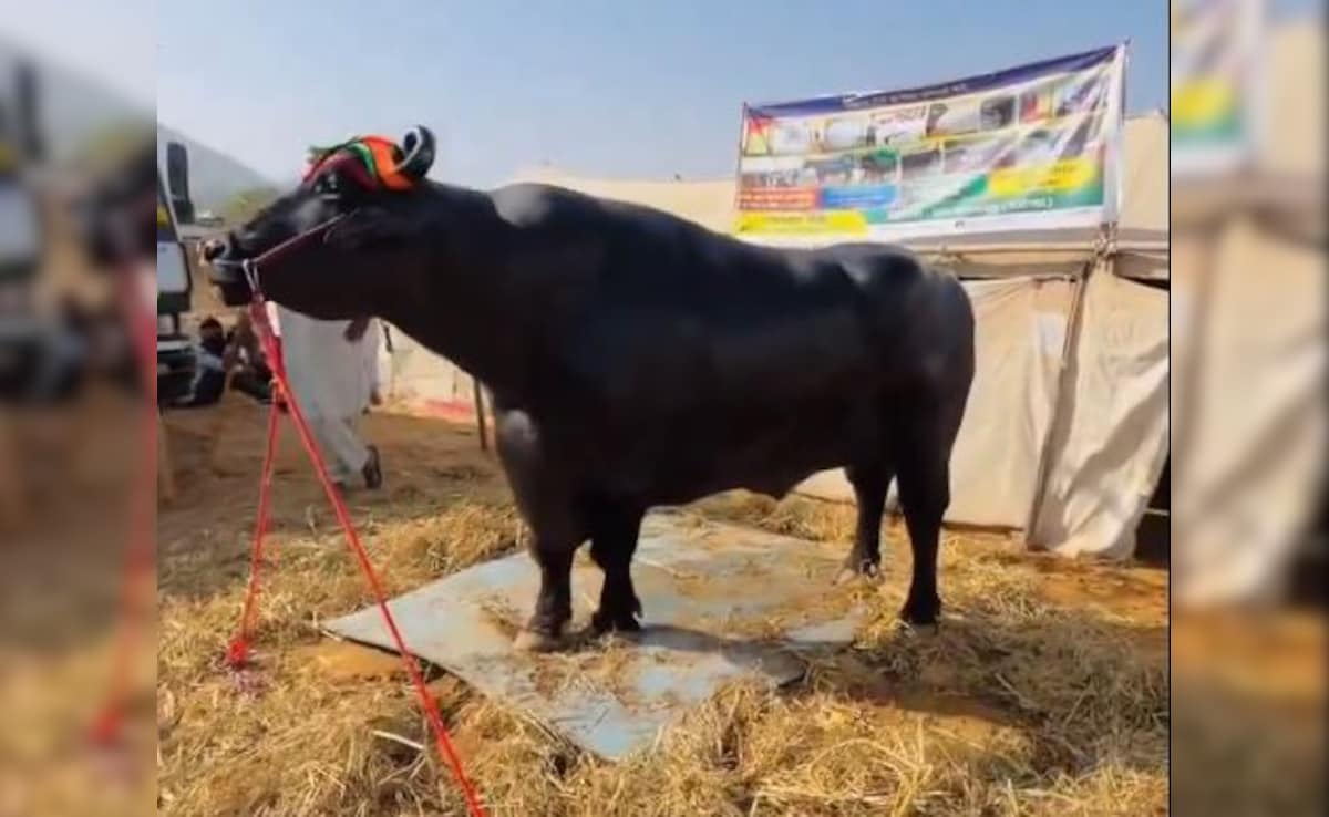 A Beauty Pageant For Buffaloes In Thailand Raises Status Of Humble Animal