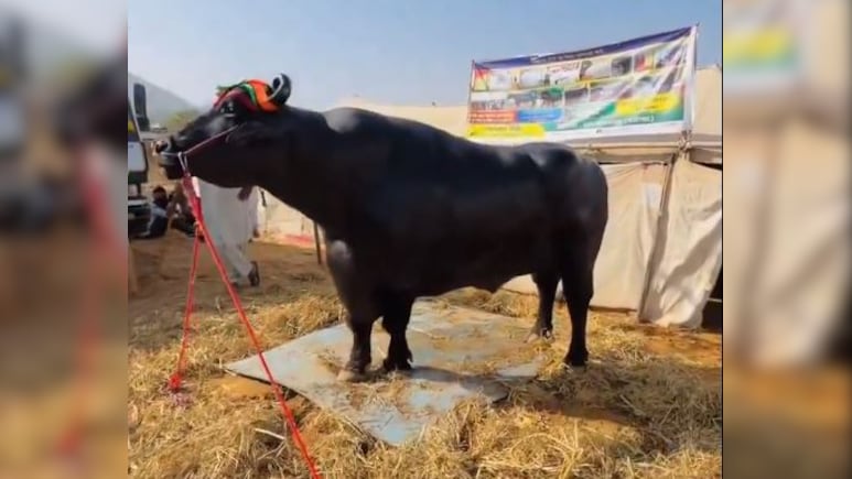 A Beauty Pageant For Buffaloes In Thailand Raises Status Of Humble Animal