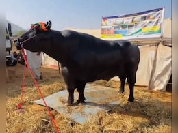 A Beauty Pageant For Buffaloes In Thailand Raises Status Of Humble Animal A Beauty Pageant For Buffaloes In Thailand Raises Status Of Humble Animal