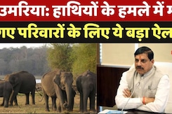 MP Government on Elephant Attack: हाथियों के हमले में मारे गए परिवारों को मिलेगा 8-8 लाख का मुआवजा MP Government on Elephant Attack: हाथियों के हमले में मारे गए परिवारों को मिलेगा 8-8 लाख का मुआवजा