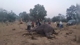 BRT Elephants Death Case :&nbsp; हाथियों की मौत को लेकर&nbsp;फॉरेंसिक लैब की आ गई रिपोर्ट, हुआ ये खुलासा