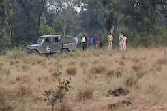 2 Officials Suspended After 10 Elephants Die In Bandhavgarh Tiger Reserve 2 Officials Suspended After 10 Elephants Die In Bandhavgarh Tiger Reserve