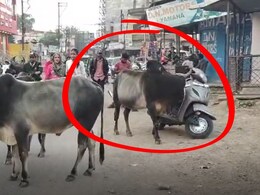 टीकमगढ़ में बाजार जाना खतरे से खाली नहीं ! सांडों के आतंक से लोगों में डर