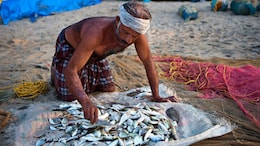 India's Fish Production Doubles To 17.5 Million Tons In A Decade: Fisheries Minister