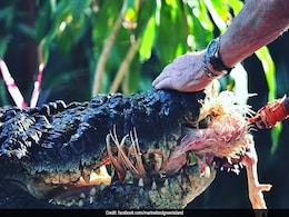 Cassius, World's Largest Captive Crocodile, Dies In Australia Cassius, World's Largest Captive Crocodile, Dies In Australia