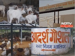 Govardhan Puja : सीएम मोहन यादव ग्वालियर में करेंगे गोवर्धन पूजा, जानें क्यों खास है ये आदर्श गौशाला