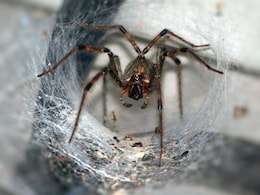 Australian Zoo Seeks Public Help To Capture Funnel-Web Spiders Australian Zoo Seeks Public Help To Capture Funnel-Web Spiders