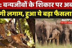 एमपी में शुरू हुआ ऑपरेशन वाइल्ड ट्रैप, वन्यजीवों के शिकार पर अब लगेगी लगाम एमपी में शुरू हुआ ऑपरेशन वाइल्ड ट्रैप, वन्यजीवों के शिकार पर अब लगेगी लगाम