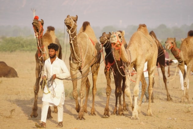 Camel in Rajasthan Camel in Rajasthan