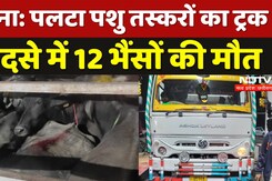 Satna Cow Smuggling: पलटा Animal Smugglers का ट्रक, हादसे में 12 भैंसों की मौत