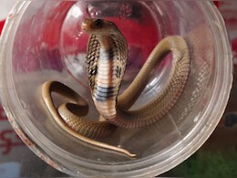 गोल्डन कोबरा: चौड़ा फन, सोने जैसी चमक... राजस्थान में मिला अनोखा सांप, जहरीला इतना कि