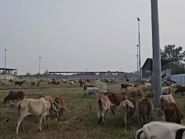 Bemetara Stadium: बंद पड़ा है 5 करोड़ की लागत से बना स्टेडियम, बन गया मवेशियों का घर 