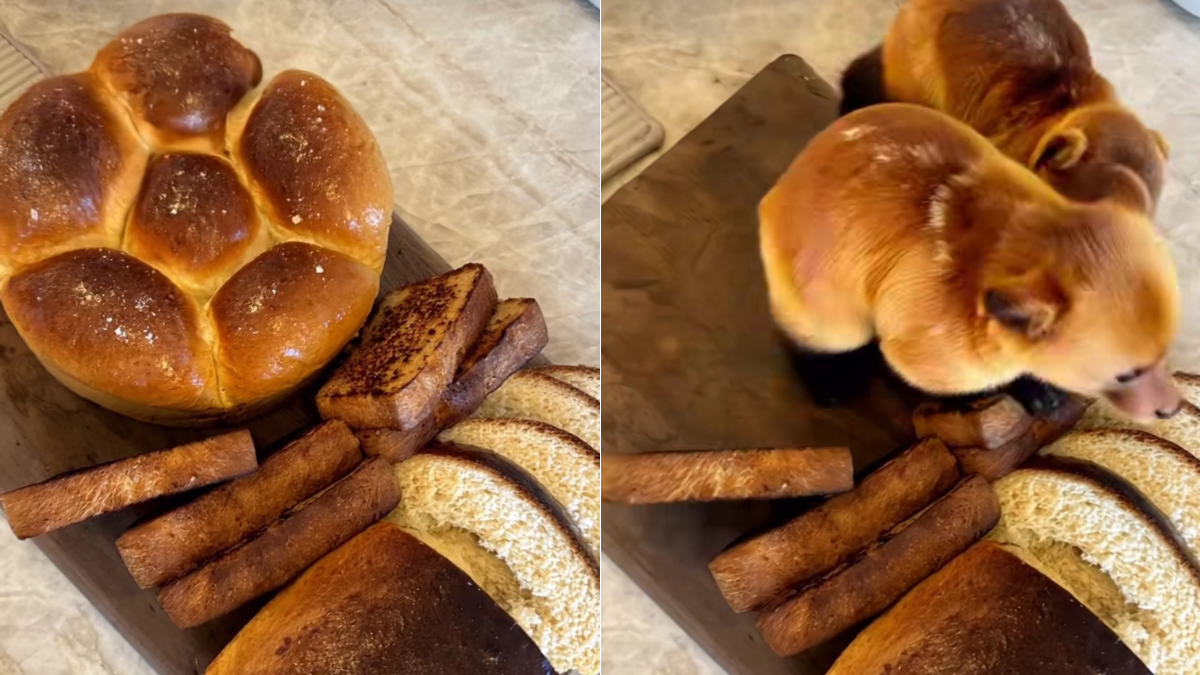 Viral Video Of Bread Coming 'Alive' Gets Over 250 Million Views, But Internet Is Unhappy